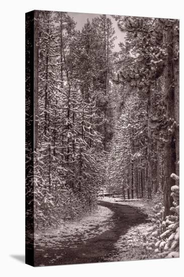 Mountain Trail Yellowstone BW-Steve Gadomski-Stretched Canvas