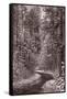 Mountain Trail Yellowstone BW-Steve Gadomski-Framed Stretched Canvas