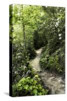 Mountain Trail-Danny Head-Stretched Canvas