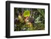 Mountain tree shrew feeding on nectar secreted by the endemic Pitcher Plant, slopes of Mt Kinabalu-Paul Williams-Framed Photographic Print