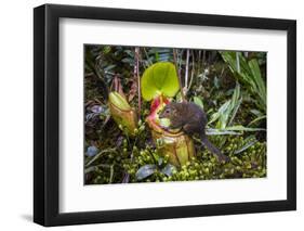 Mountain tree shrew feeding on nectar secreted by the endemic Pitcher Plant, slopes of Mt Kinabalu-Paul Williams-Framed Photographic Print