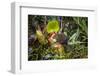 Mountain tree shrew feeding on nectar secreted by the endemic Pitcher Plant, slopes of Mt Kinabalu-Paul Williams-Framed Photographic Print