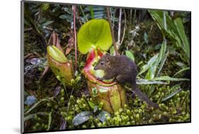 Mountain tree shrew feeding on nectar secreted by the endemic Pitcher Plant, slopes of Mt Kinabalu-Paul Williams-Mounted Photographic Print