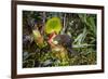 Mountain tree shrew feeding on nectar secreted by the endemic Pitcher Plant, slopes of Mt Kinabalu-Paul Williams-Framed Photographic Print