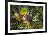 Mountain tree shrew feeding on nectar secreted by the endemic Pitcher Plant, slopes of Mt Kinabalu-Paul Williams-Framed Photographic Print