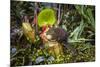 Mountain tree shrew feeding on nectar secreted by the endemic Pitcher Plant, slopes of Mt Kinabalu-Paul Williams-Mounted Photographic Print