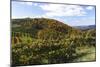 Mountain Vineyard 1-Alan Hausenflock-Mounted Photographic Print