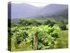 Mountain Vineyard-Herb Dickinson-Stretched Canvas