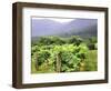 Mountain Vineyard-Herb Dickinson-Framed Photographic Print