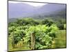 Mountain Vineyard-Herb Dickinson-Mounted Photographic Print