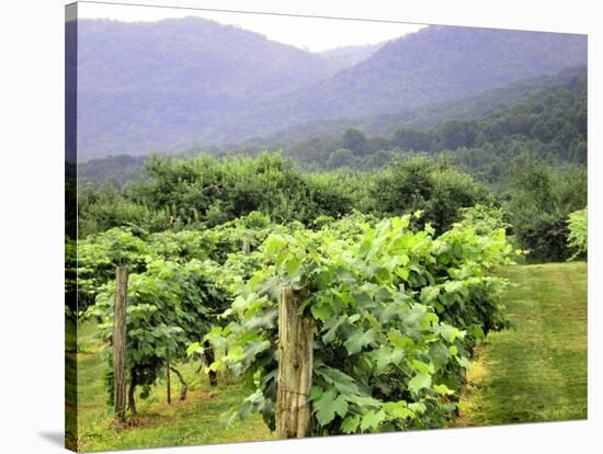 Mountain Vineyard-Herb Dickinson-Stretched Canvas