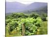 Mountain Vineyard-Herb Dickinson-Stretched Canvas
