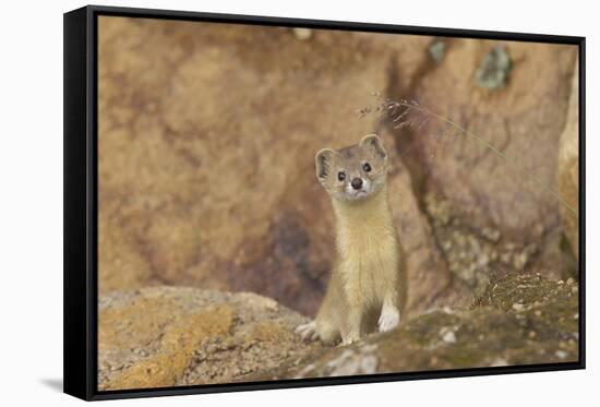 Mountain Weasel (Mustela Altaica) Lhasa City, Qinghai-Tibet Plateau, Tibet, China, Asia-Dong Lei-Framed Stretched Canvas