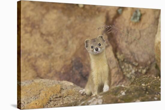 Mountain Weasel (Mustela Altaica) Lhasa City, Qinghai-Tibet Plateau, Tibet, China, Asia-Dong Lei-Stretched Canvas