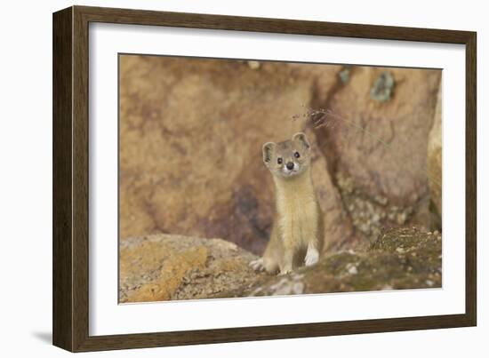 Mountain Weasel (Mustela Altaica) Lhasa City, Qinghai-Tibet Plateau, Tibet, China, Asia-Dong Lei-Framed Photographic Print