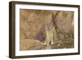 Mountain Weasel (Mustela Altaica) Lhasa City, Qinghai-Tibet Plateau, Tibet, China, Asia-Dong Lei-Framed Photographic Print