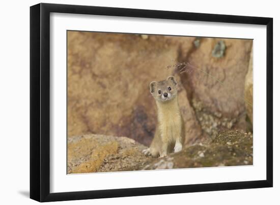 Mountain Weasel (Mustela Altaica) Lhasa City, Qinghai-Tibet Plateau, Tibet, China, Asia-Dong Lei-Framed Photographic Print