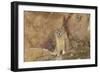 Mountain Weasel (Mustela Altaica) Lhasa City, Qinghai-Tibet Plateau, Tibet, China, Asia-Dong Lei-Framed Photographic Print