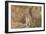 Mountain Weasel (Mustela Altaica) Lhasa City, Qinghai-Tibet Plateau, Tibet, China, Asia-Dong Lei-Framed Photographic Print