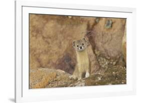 Mountain Weasel (Mustela Altaica) Lhasa City, Qinghai-Tibet Plateau, Tibet, China, Asia-Dong Lei-Framed Photographic Print