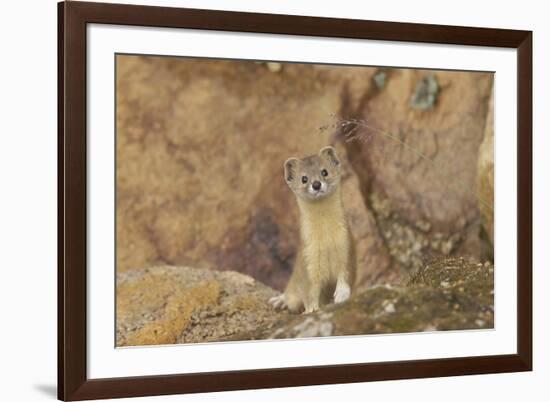 Mountain Weasel (Mustela Altaica) Lhasa City, Qinghai-Tibet Plateau, Tibet, China, Asia-Dong Lei-Framed Photographic Print