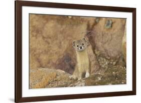 Mountain Weasel (Mustela Altaica) Lhasa City, Qinghai-Tibet Plateau, Tibet, China, Asia-Dong Lei-Framed Photographic Print