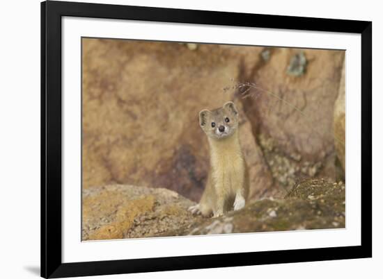 Mountain Weasel (Mustela Altaica) Lhasa City, Qinghai-Tibet Plateau, Tibet, China, Asia-Dong Lei-Framed Photographic Print