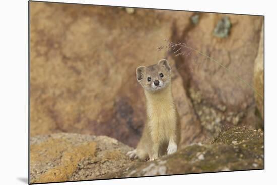 Mountain Weasel (Mustela Altaica) Lhasa City, Qinghai-Tibet Plateau, Tibet, China, Asia-Dong Lei-Mounted Photographic Print