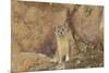 Mountain Weasel (Mustela Altaica) Lhasa City, Qinghai-Tibet Plateau, Tibet, China, Asia-Dong Lei-Mounted Photographic Print