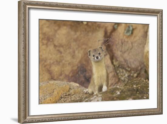 Mountain Weasel (Mustela Altaica) Lhasa City, Qinghai-Tibet Plateau, Tibet, China, Asia-Dong Lei-Framed Photographic Print