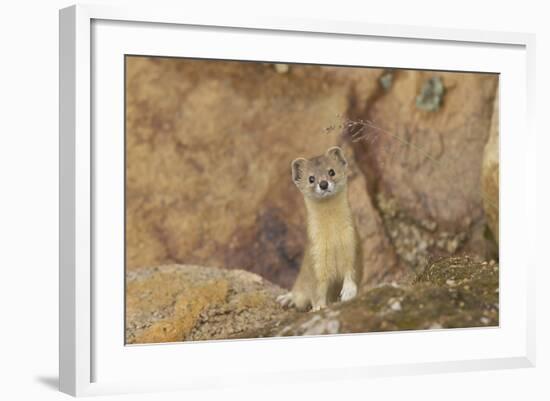 Mountain Weasel (Mustela Altaica) Lhasa City, Qinghai-Tibet Plateau, Tibet, China, Asia-Dong Lei-Framed Photographic Print