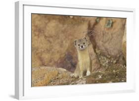 Mountain Weasel (Mustela Altaica) Lhasa City, Qinghai-Tibet Plateau, Tibet, China, Asia-Dong Lei-Framed Photographic Print