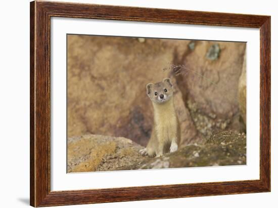 Mountain Weasel (Mustela Altaica) Lhasa City, Qinghai-Tibet Plateau, Tibet, China, Asia-Dong Lei-Framed Photographic Print