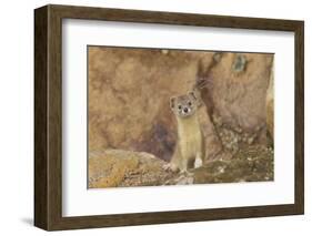 Mountain Weasel (Mustela Altaica) Lhasa City, Qinghai-Tibet Plateau, Tibet, China, Asia-Dong Lei-Framed Photographic Print