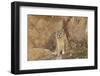 Mountain Weasel (Mustela Altaica) Lhasa City, Qinghai-Tibet Plateau, Tibet, China, Asia-Dong Lei-Framed Photographic Print