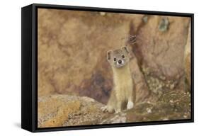 Mountain Weasel (Mustela Altaica) Lhasa City, Qinghai-Tibet Plateau, Tibet, China, Asia-Dong Lei-Framed Stretched Canvas