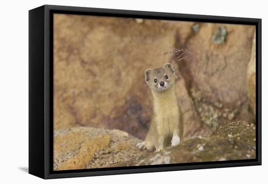 Mountain Weasel (Mustela Altaica) Lhasa City, Qinghai-Tibet Plateau, Tibet, China, Asia-Dong Lei-Framed Stretched Canvas