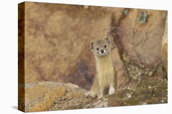 Mountain Weasel (Mustela Altaica) Lhasa City, Qinghai-Tibet Plateau, Tibet, China, Asia-Dong Lei-Stretched Canvas