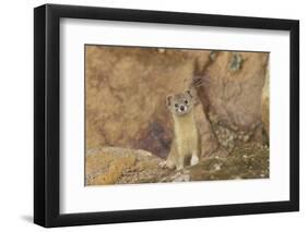 Mountain Weasel (Mustela Altaica) Lhasa City, Qinghai-Tibet Plateau, Tibet, China, Asia-Dong Lei-Framed Premium Photographic Print