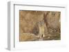 Mountain Weasel (Mustela Altaica) Lhasa City, Qinghai-Tibet Plateau, Tibet, China, Asia-Dong Lei-Framed Premium Photographic Print