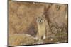 Mountain Weasel (Mustela Altaica) Lhasa City, Qinghai-Tibet Plateau, Tibet, China, Asia-Dong Lei-Mounted Premium Photographic Print