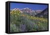 Mountain Wildflowers-DLILLC-Framed Stretched Canvas