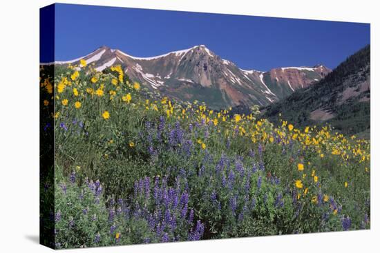 Mountain Wildflowers-DLILLC-Stretched Canvas
