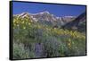 Mountain Wildflowers-DLILLC-Framed Stretched Canvas