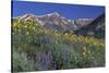 Mountain Wildflowers-DLILLC-Stretched Canvas