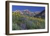 Mountain Wildflowers-DLILLC-Framed Photographic Print