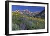 Mountain Wildflowers-DLILLC-Framed Photographic Print