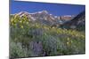 Mountain Wildflowers-DLILLC-Mounted Photographic Print