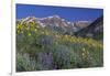 Mountain Wildflowers-DLILLC-Framed Photographic Print