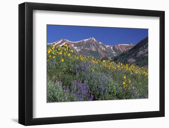 Mountain Wildflowers-DLILLC-Framed Photographic Print